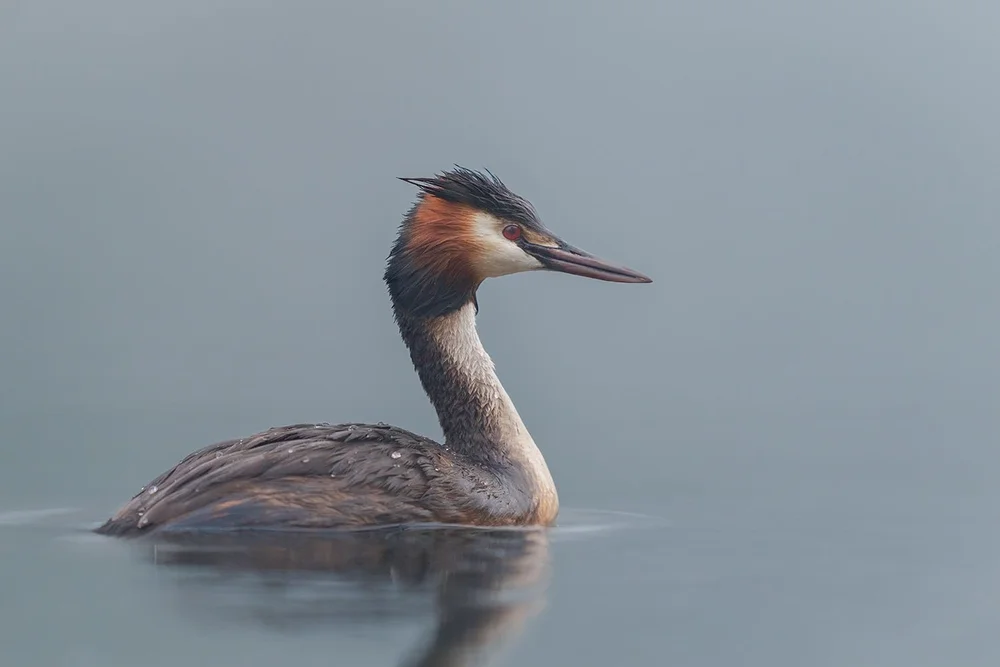 Haubentaucher im Nebel, Sony 400mm f/2.8 GM