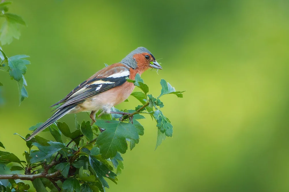Sony a6700 + Sony 100–400 mm f/4.5/5.6