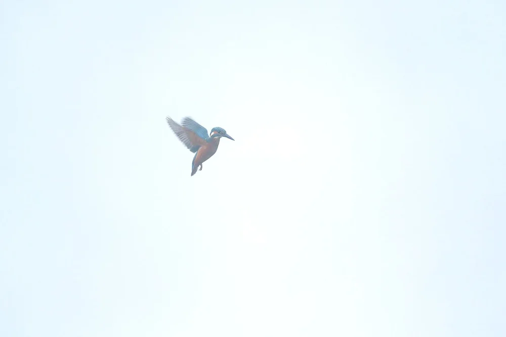 a6700 + 200-600 f5.6/6.3