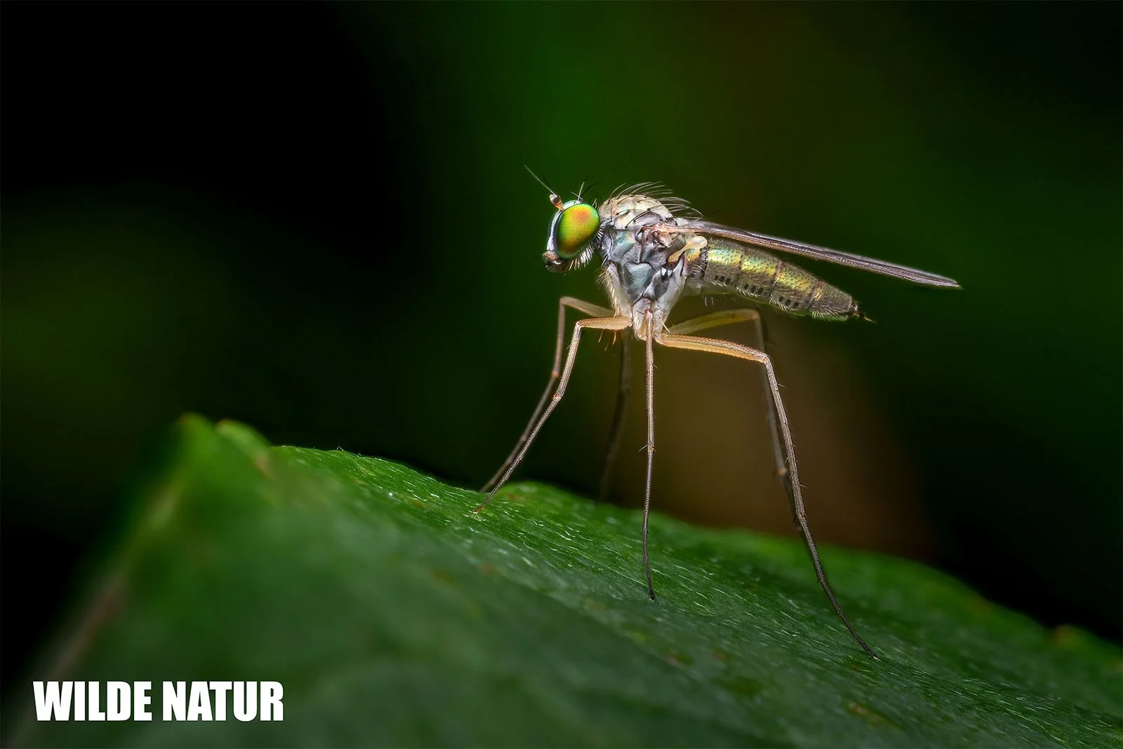 Langbeinfliegen (Dolichopodidae)