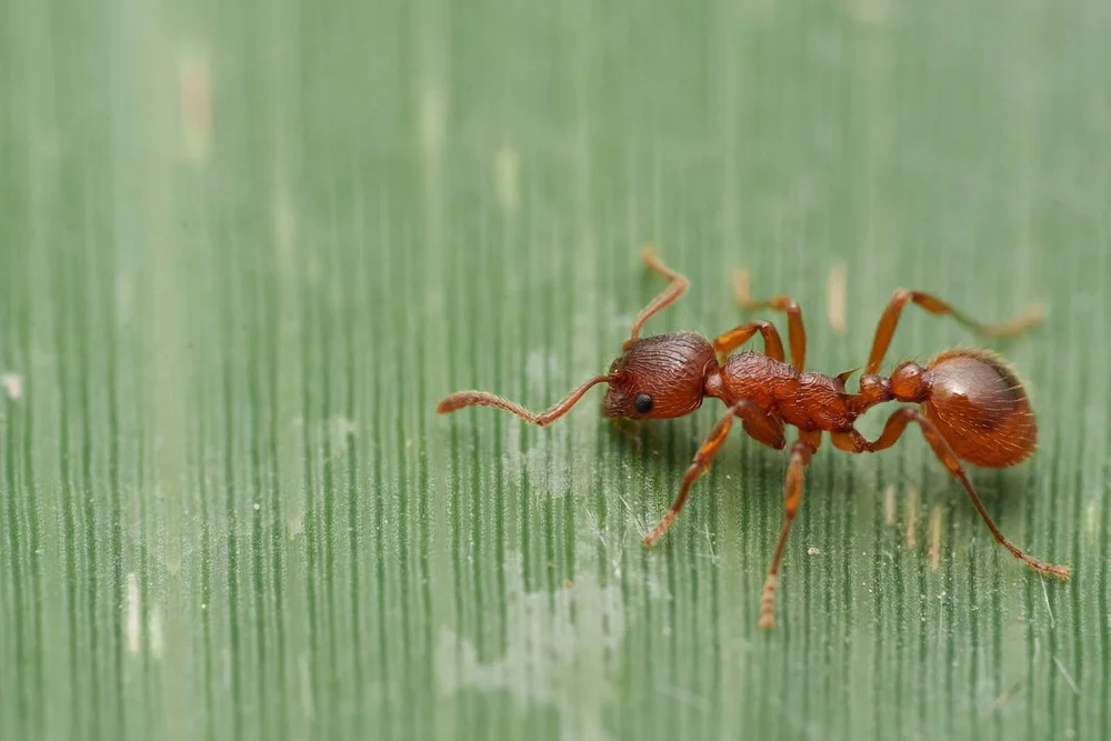 RAW Bild: Sony a6700 + 90 mm f13 + 1/160 + ISO 1600 + Blitz -Rote Gartenameise (Myrmica rubra)