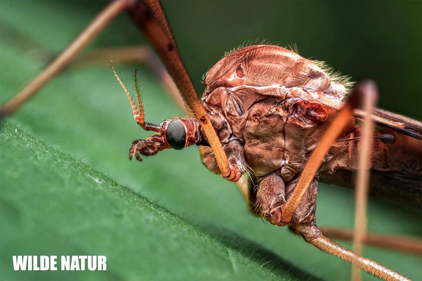 Wiesenschnake (Tipula paludosa) sitzt in Nahaufnahme auf einem grünen Blatt, lange Beine und Fühler sind deutlich erkennbar
