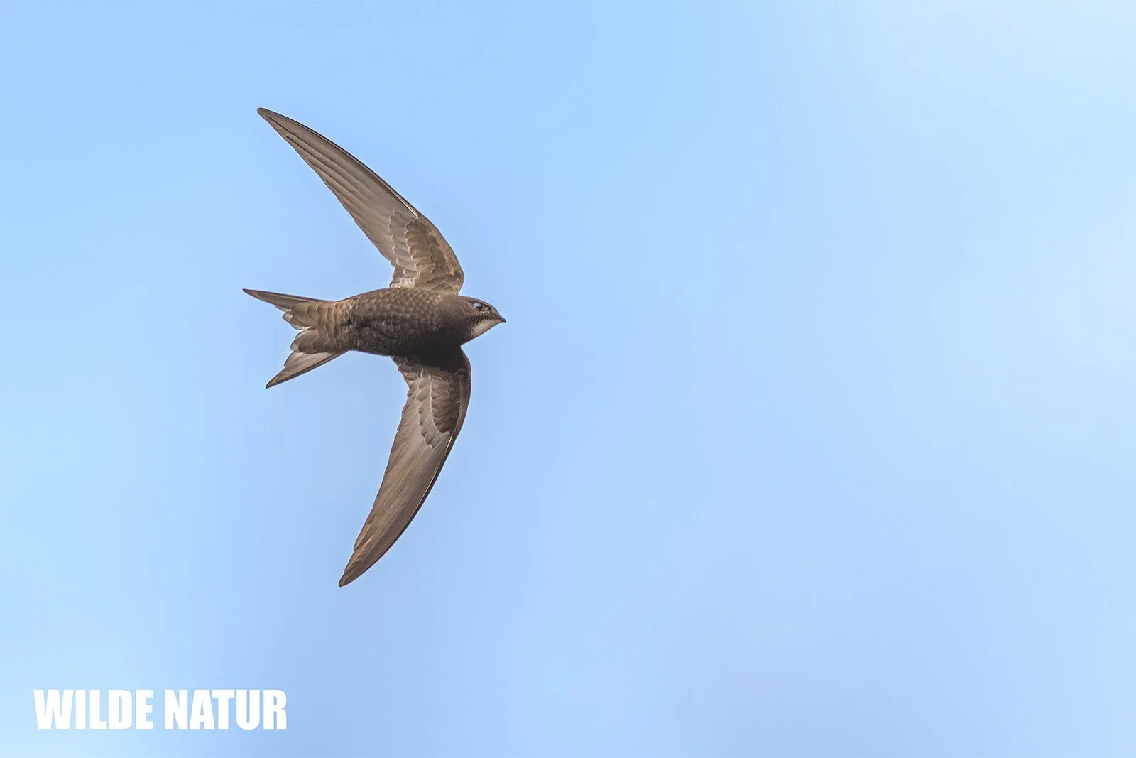 Common swift (Apus apus)