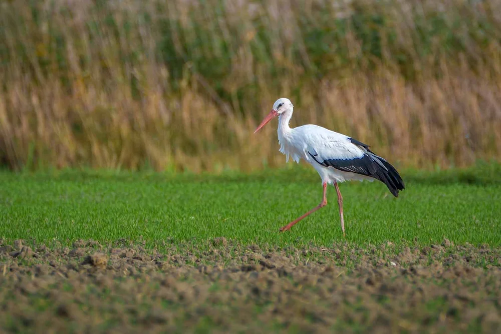 Storch 