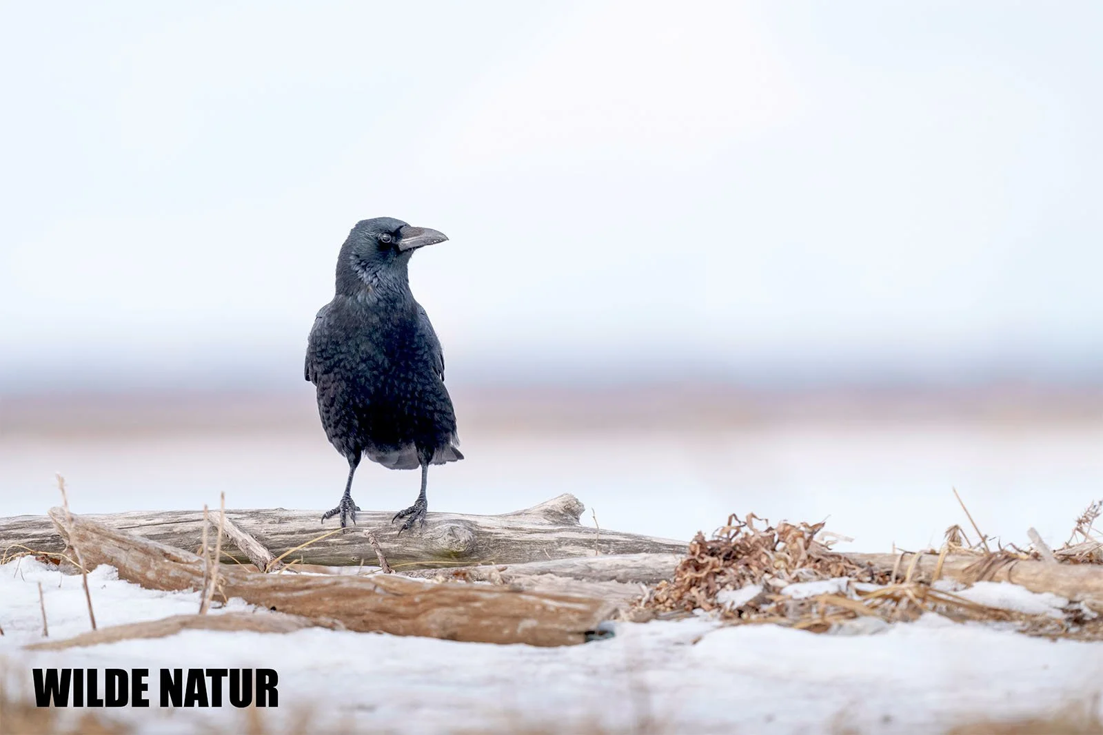A carrion crow stands on a snow-covered log in a wide, wintry landscape