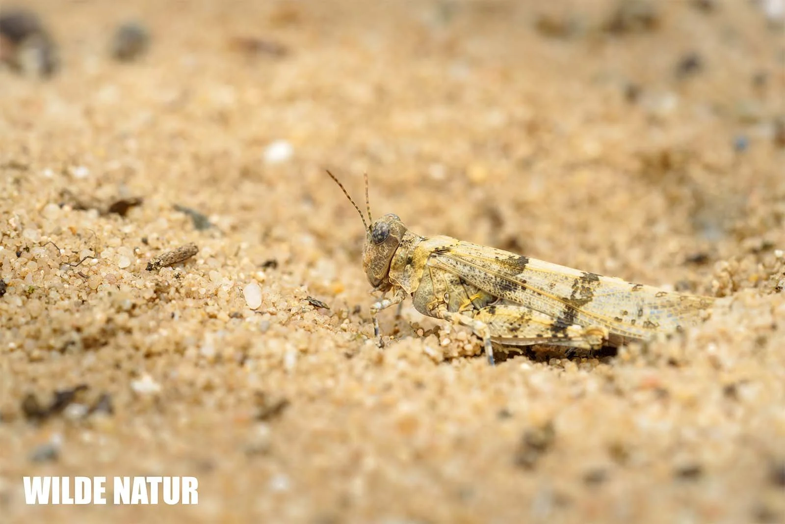 Blue-winged grasshopper (Oedipoda caerulescens)