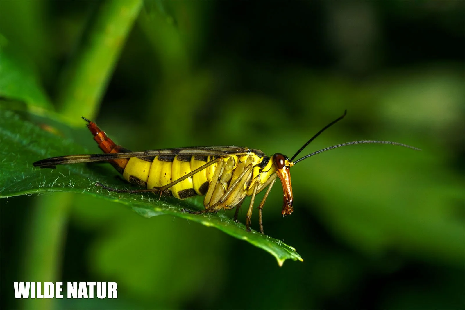 Macro shot of a yellow-black insect on a green leaf, representing the fascinating world of insects.