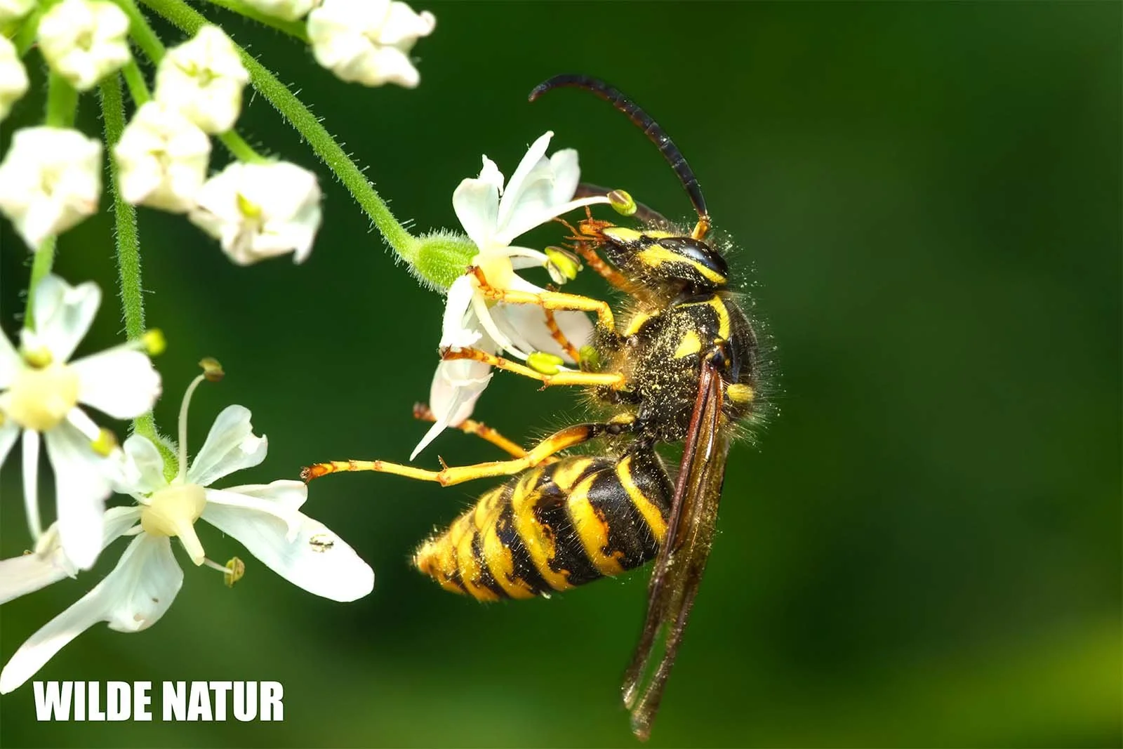 Wasp sits on a white flower collecting nectar