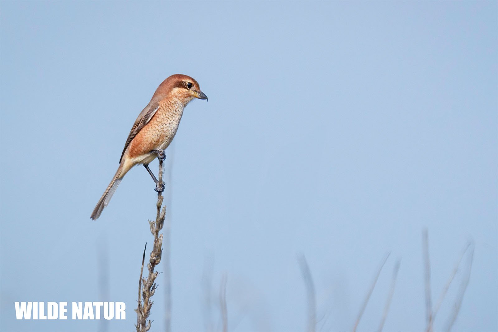 Bull-headed shrike (Lanius bucephalus)