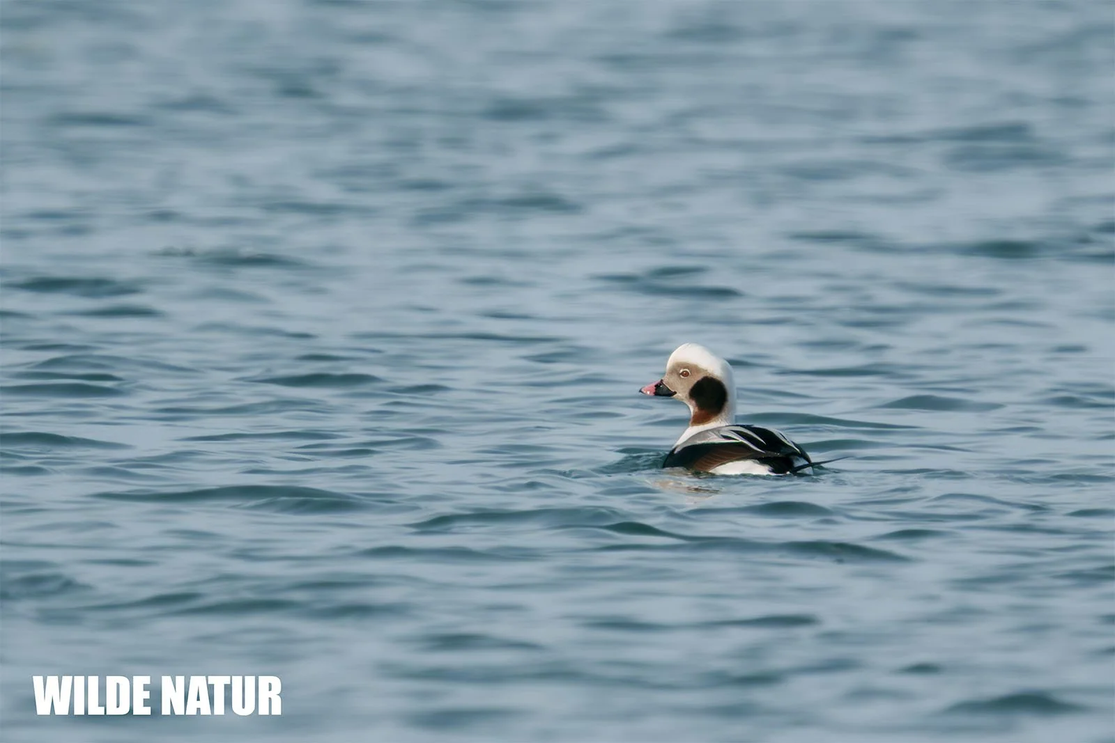 A long-tailed duck with distinctive white and brown plumage swims alone on calm open water