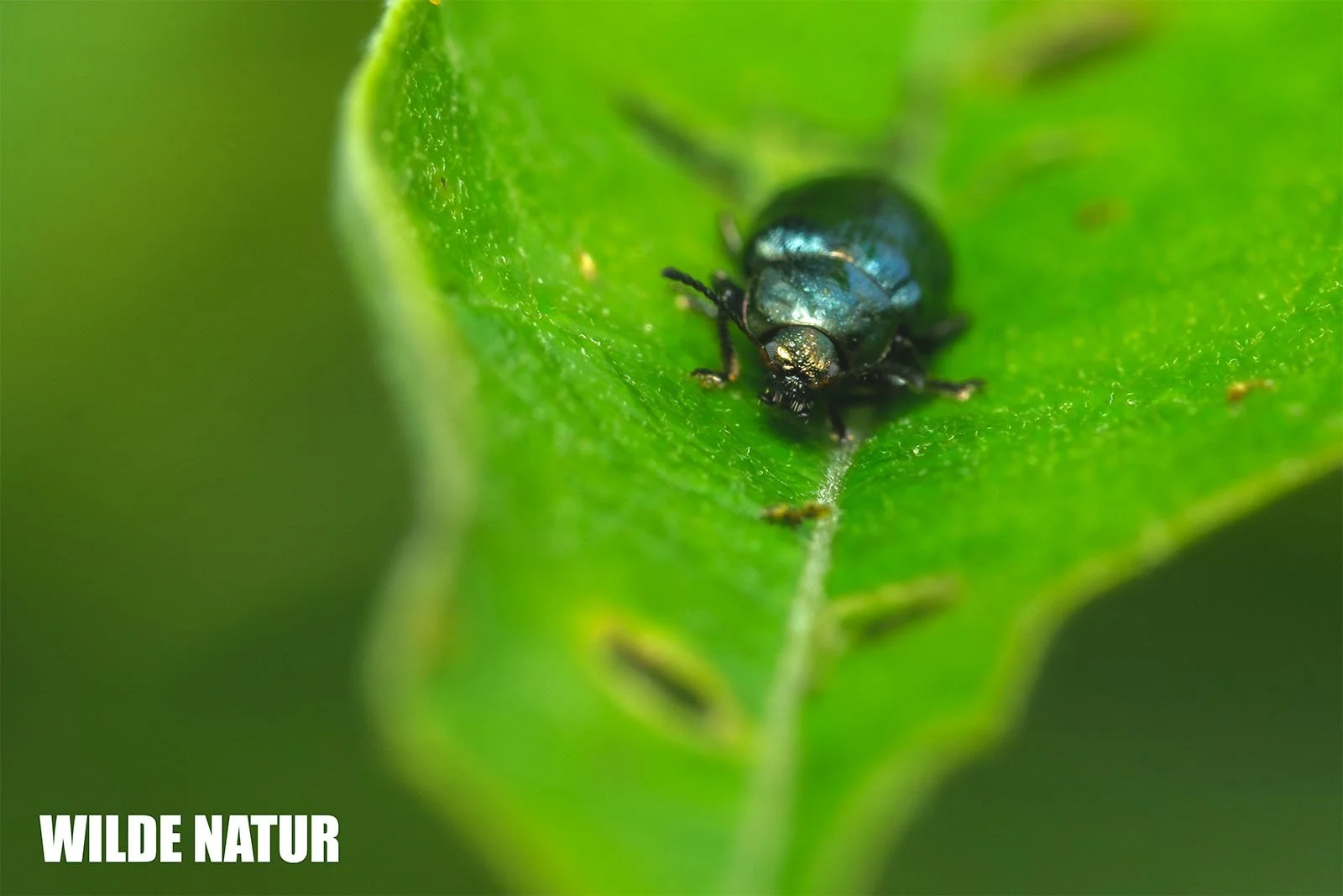 Rose Chafer (Cetonia aurata) 