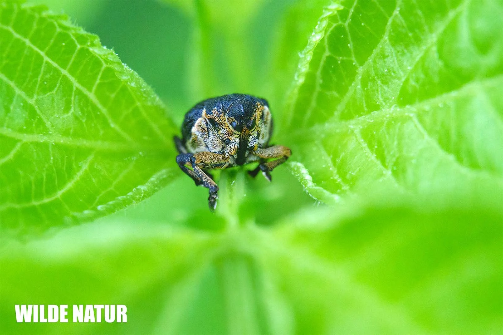 White-spotted Iris Weevil (Mononychus punctumalbum)