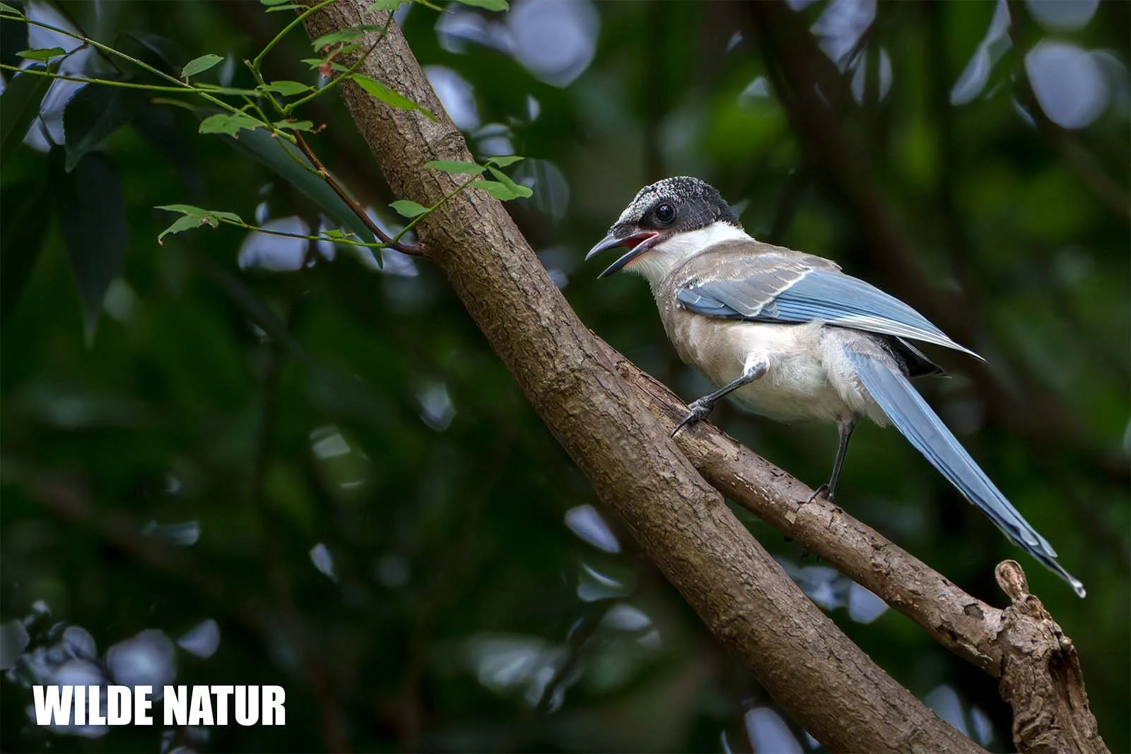 Azurelster (Cyanopica cyanus)
