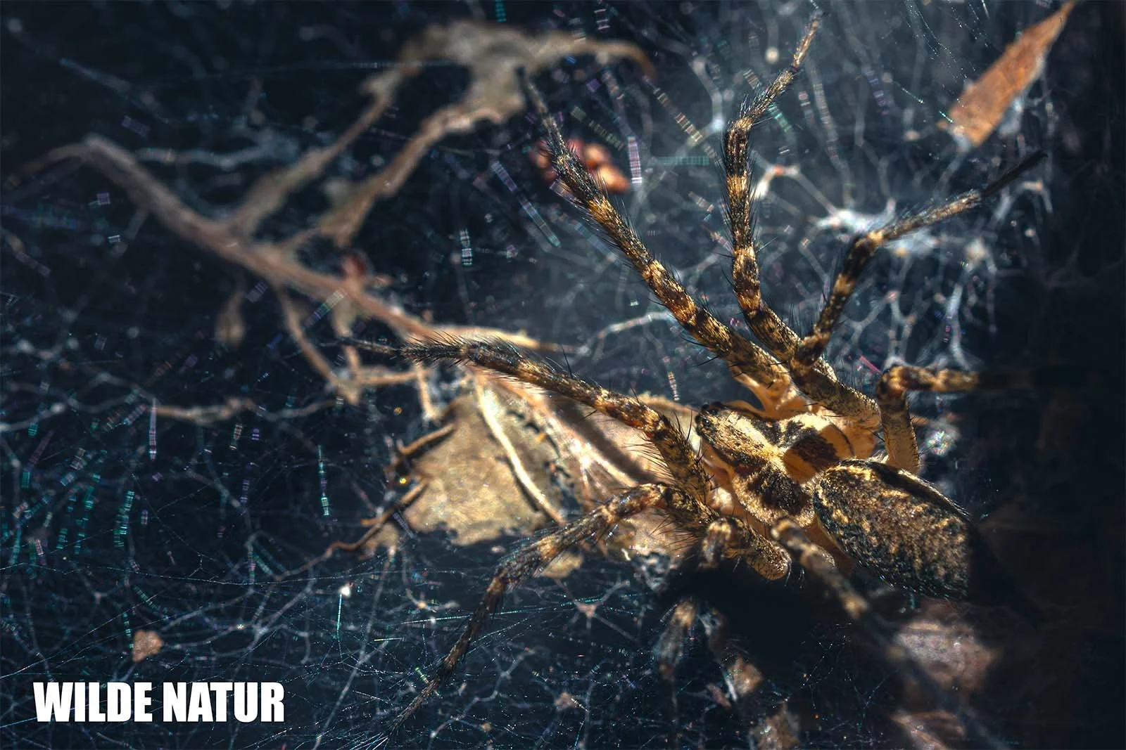 Trichterspinne (Allagelena opulenta)