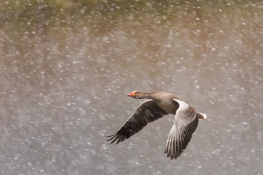 Graugans fliegt im starken Schneegestöber, Sony 400mm f/2.8 GM