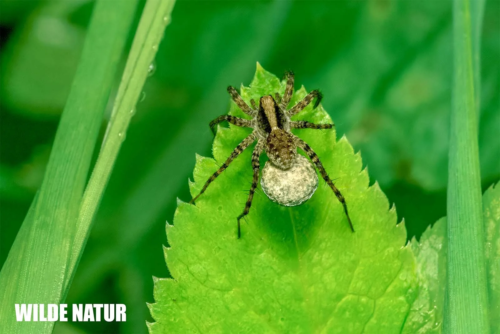 Pardosa lugubris