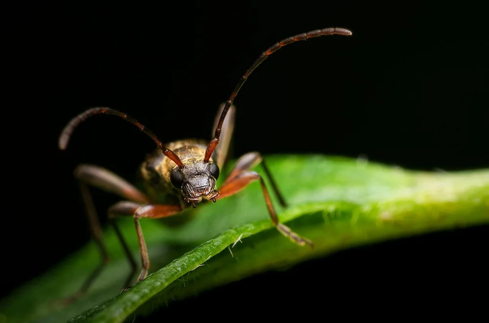 Entwickeltes Bild: Sony a6700 + 90 mm f11 + 1/160 + ISO 100 + Blitz - Dichtbehaarte Halsbock (Lepturobosca virens) 