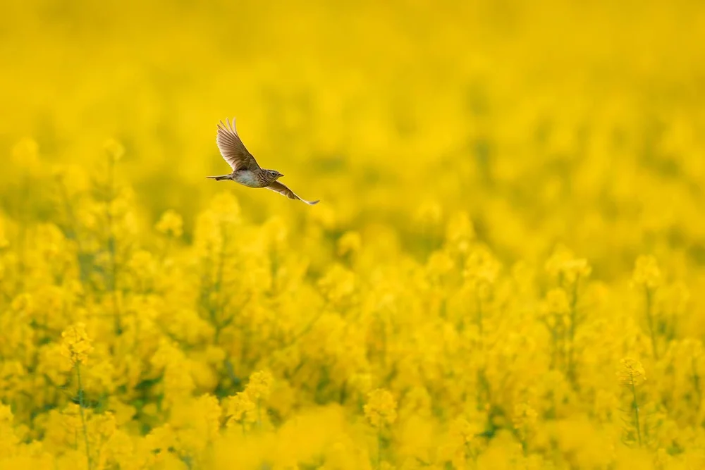 Feldlerche im Flug über blühendem Rapsfeld, Sony 400&nbsp;mm f/2.8 GM