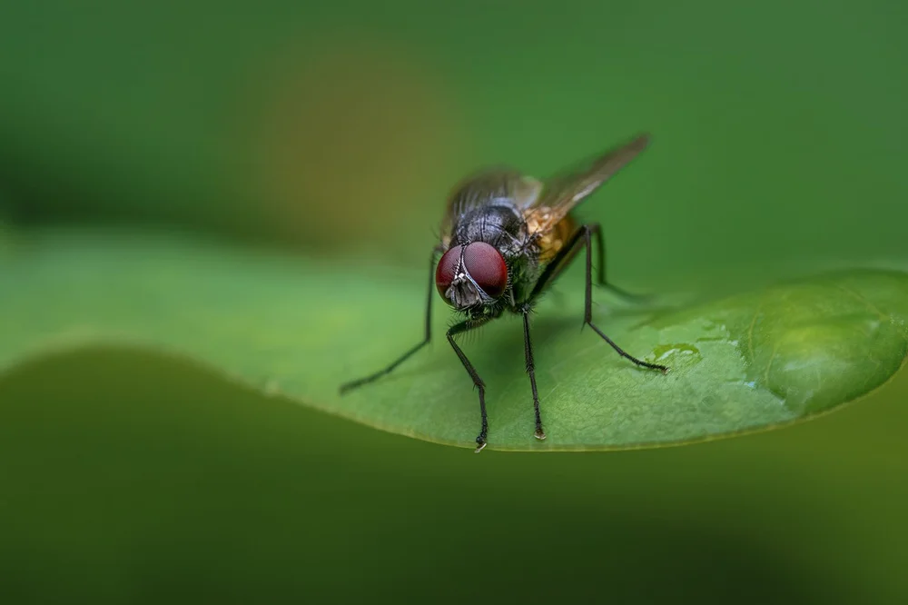 Entwickeltes Bild: Sony a7 RIV + 90 mm f9 + 1/250 + ISO 1000 + Blitz - Stubenfliege (Musca domestica)