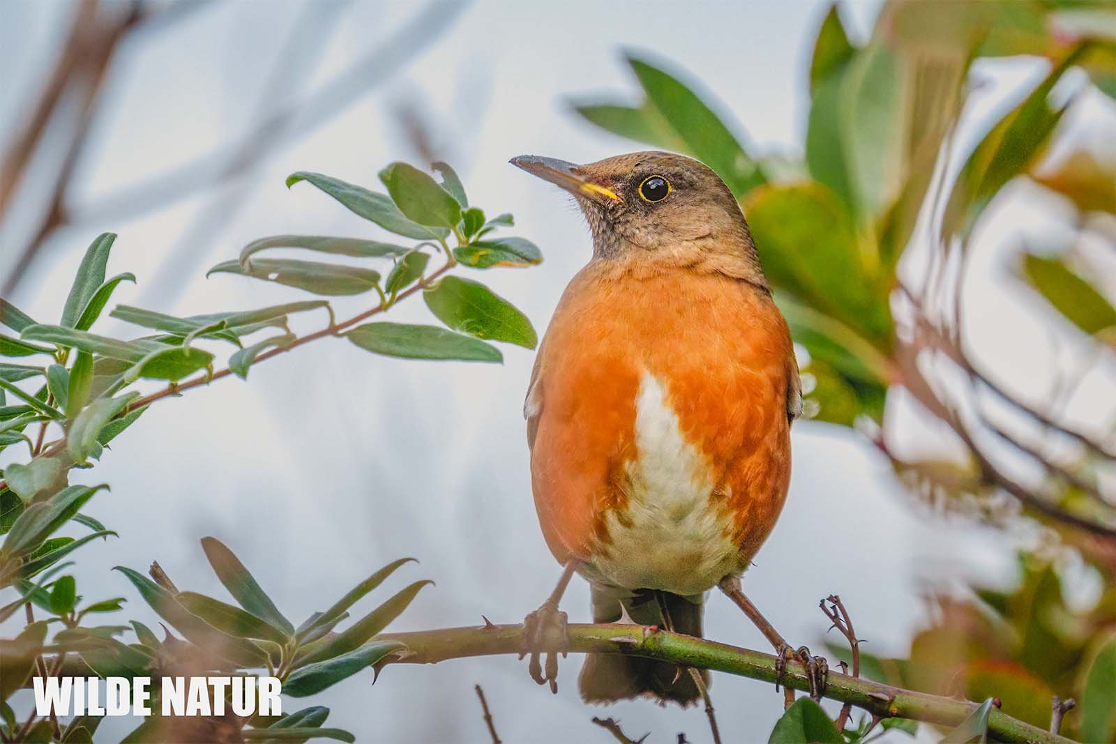 Brown-headed Thrush (Turdus chrysolaus)