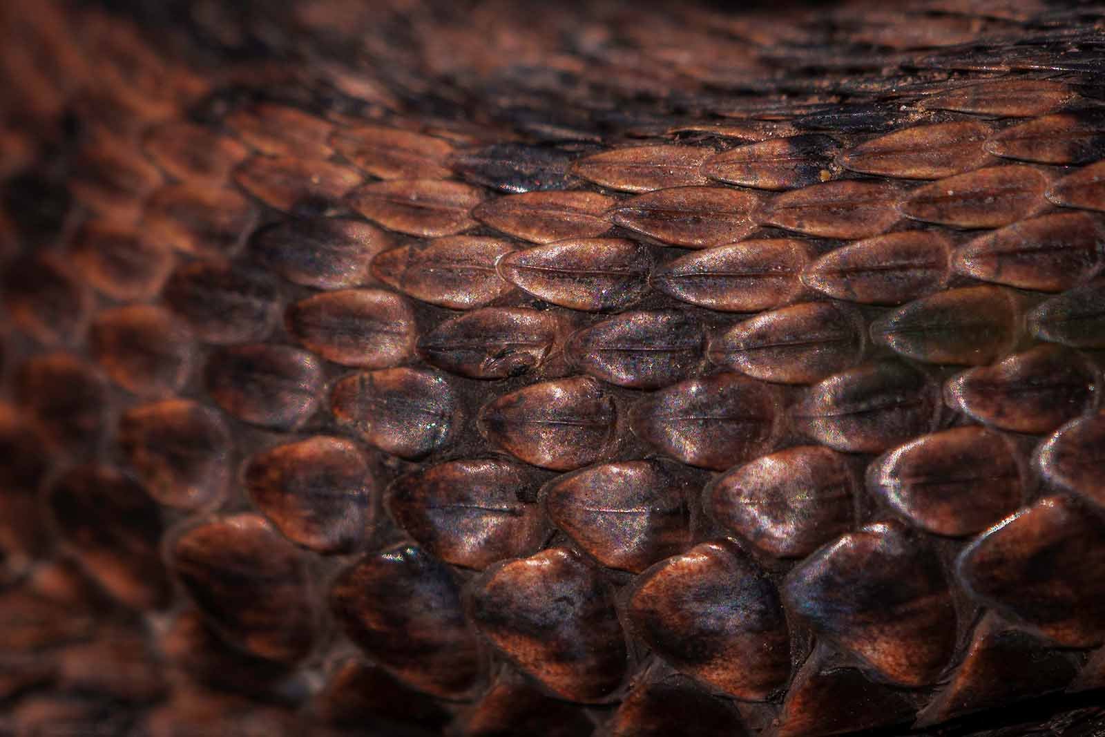 The scales of the common European viper under closer inspection - Sony a6700 + 1.4xTC + FE 100-400 mm f4.5/5.6 - 560 mm f9 - ISO 100 - 1/640