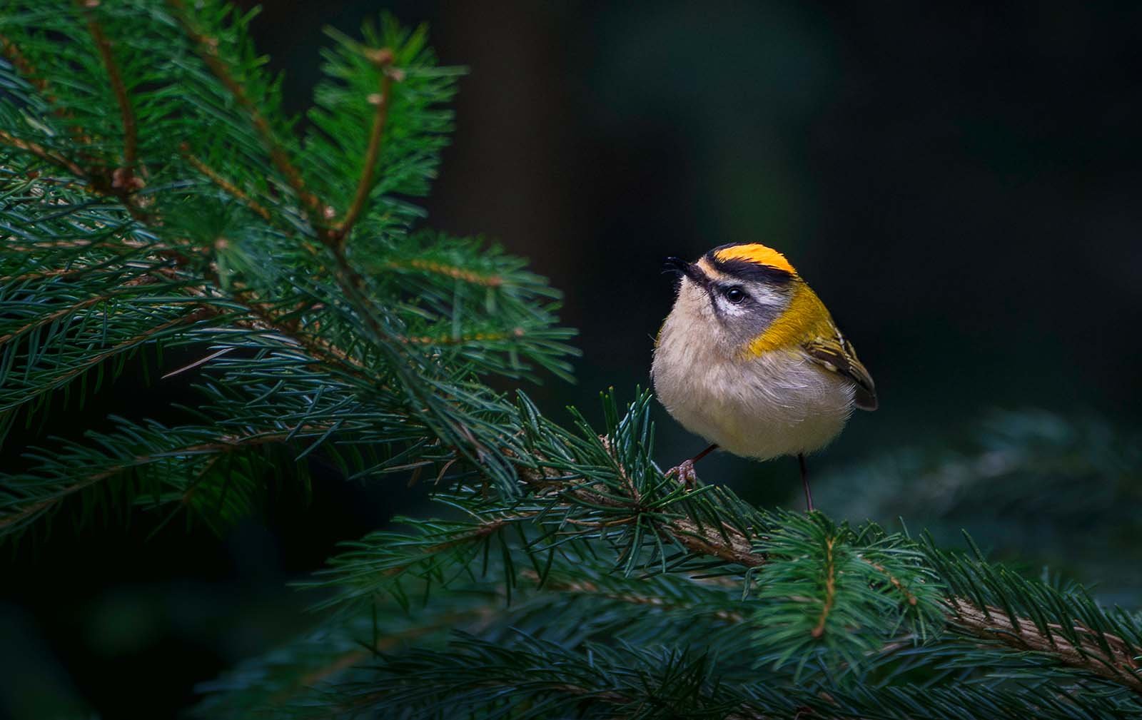 Sommergoldhähnchen (Regulus ignicapilla)