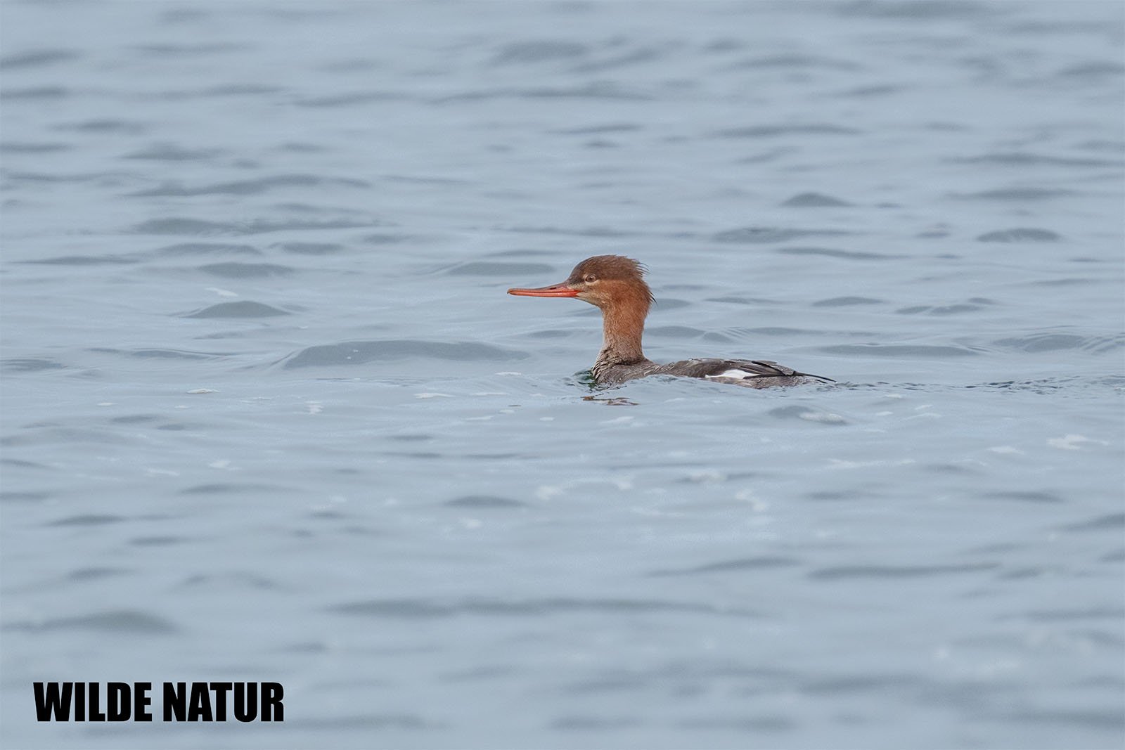 Mittelsäger (Mergus serrator)