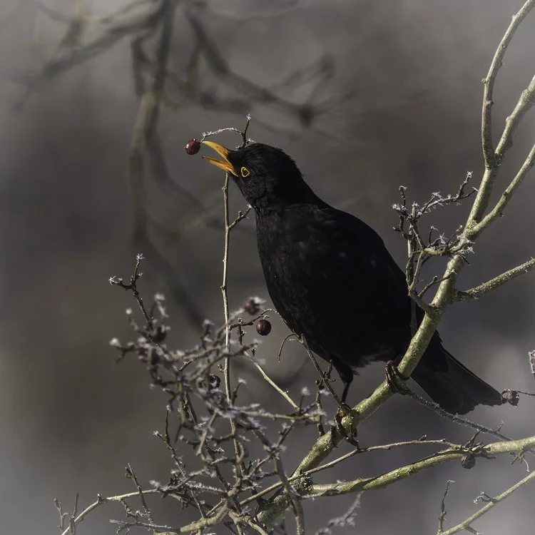 Kolibri ähnlicher Vogel In Deutschland Die 13 häufigsten Gartenvögel in Deutschland — Wildenatur.com