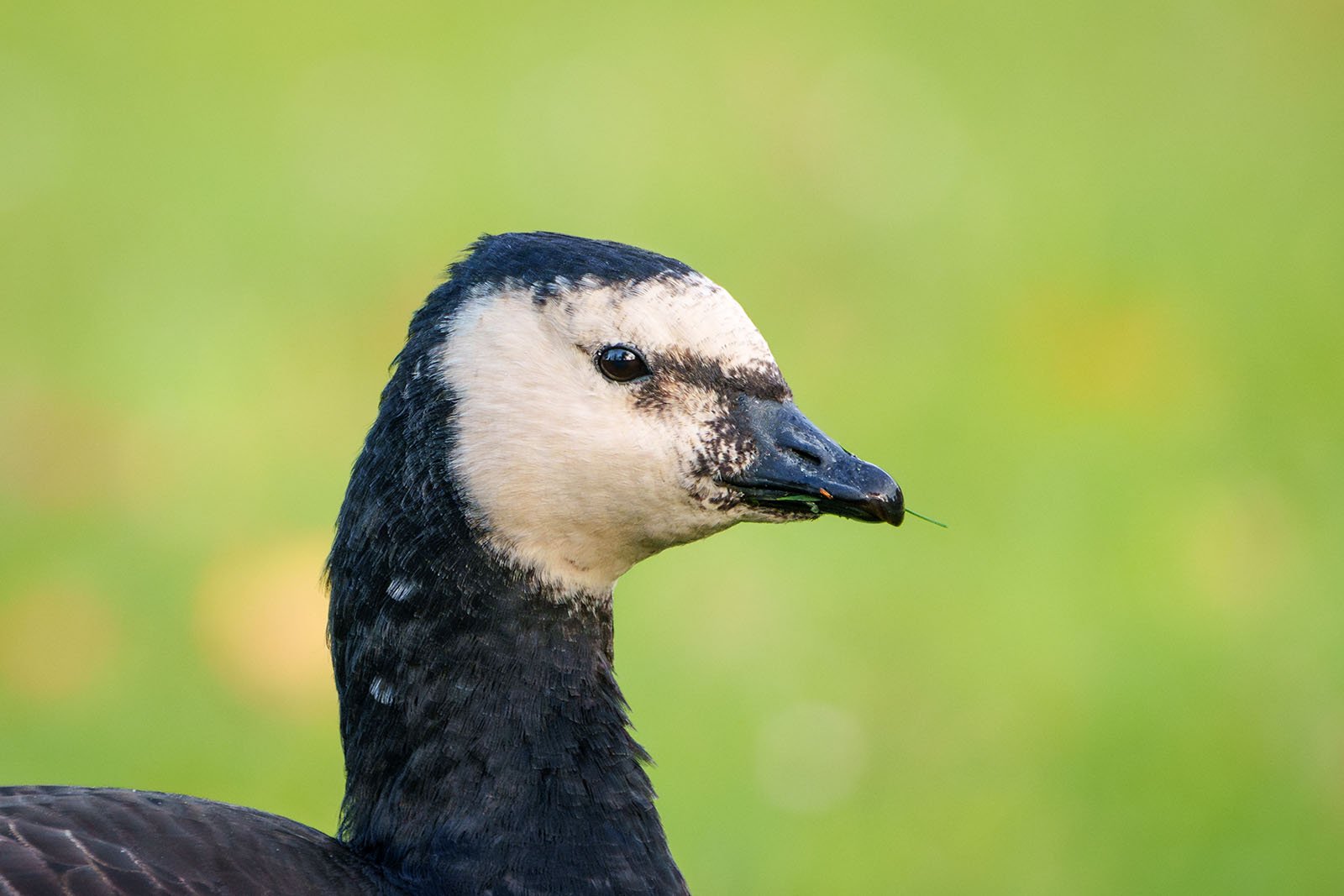 Barnacle goose (Branta leucopsis)
