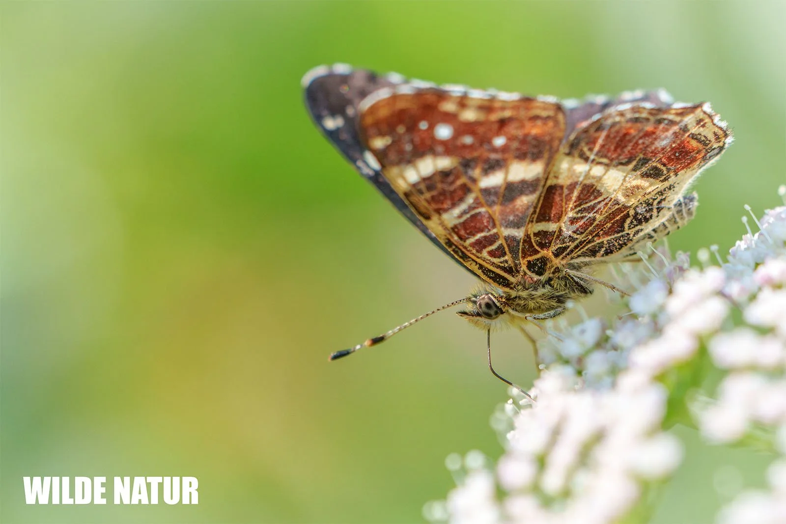 Butterfly with brown patterned wings