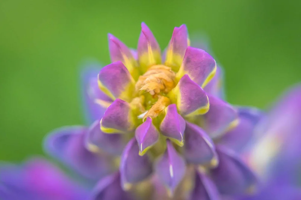 Vielblättrige Lupine (Lupinus polyphyllus)