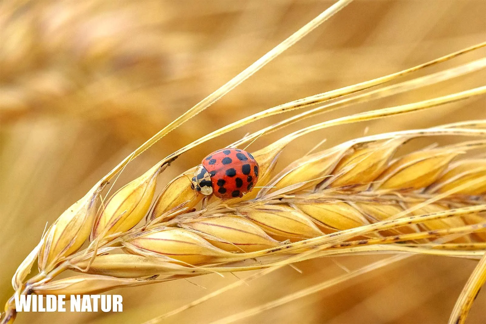 Multicoloured Asian lady beetle (Harmonia axyridis)