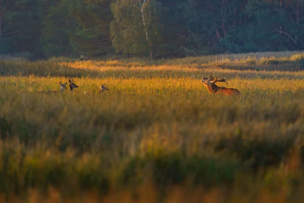 Rothirsch in der Brunft im Herbst