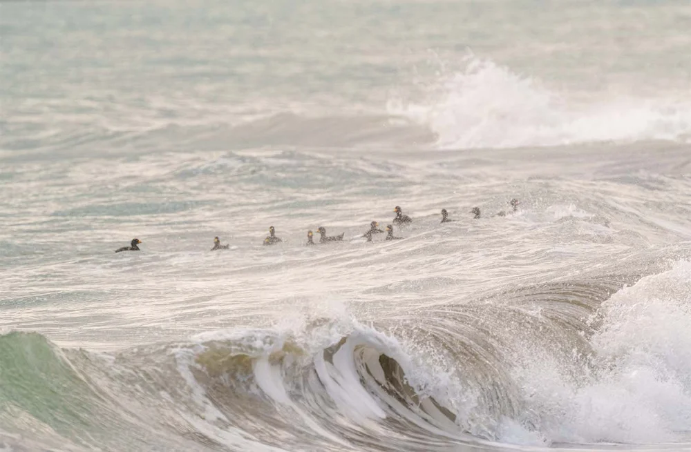 Pazifiktrauerente auf rauer See