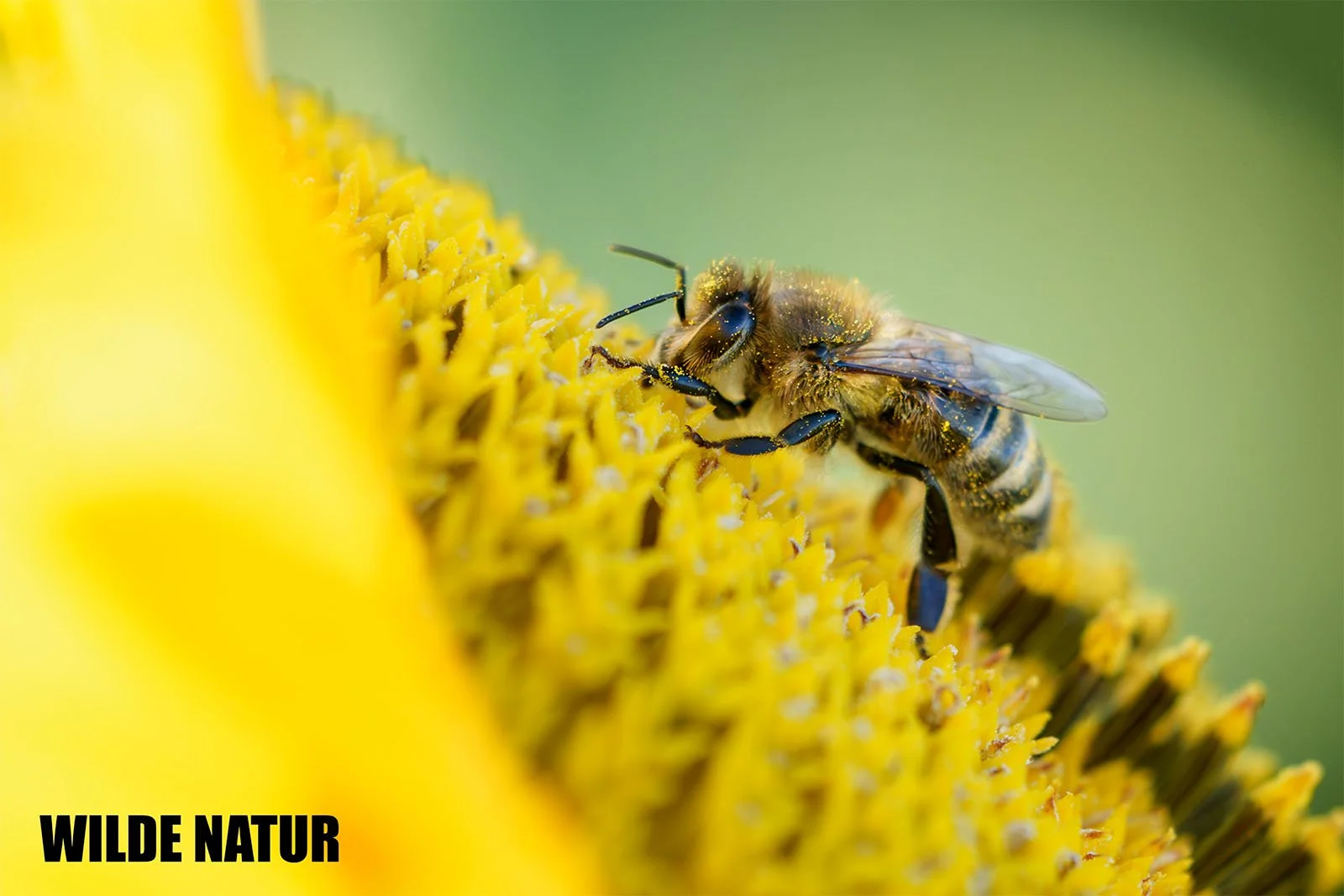 Honeybee collects nectar