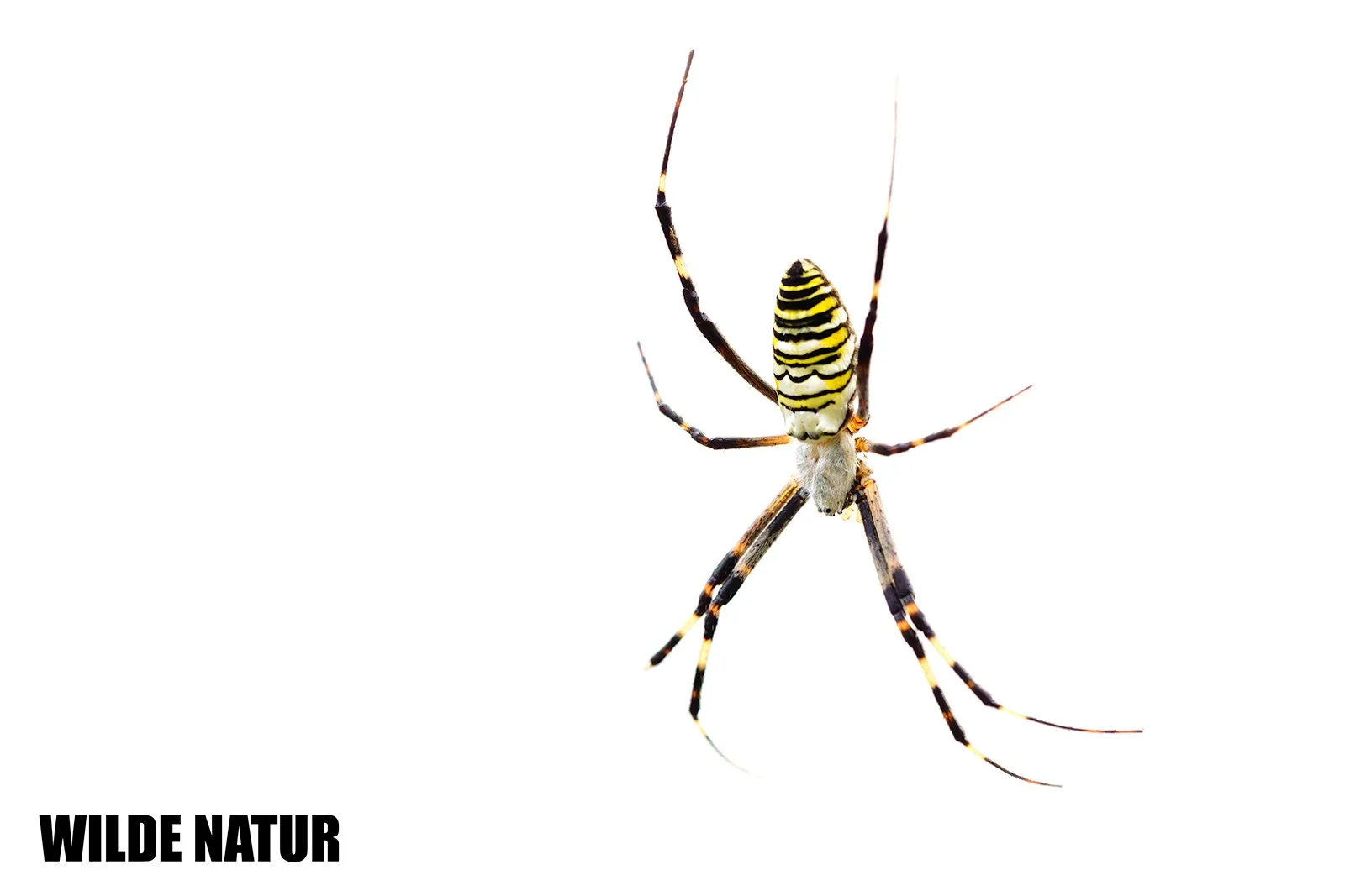 Wasp Spider (Argiope bruennichi)