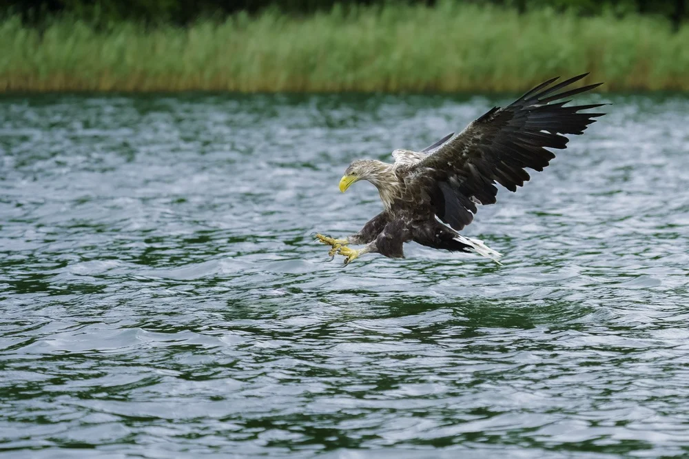 Seeadler, aufgenommen mit dem Sony 200-600&nbsp;mm f/5.6-6.3 Objektiv