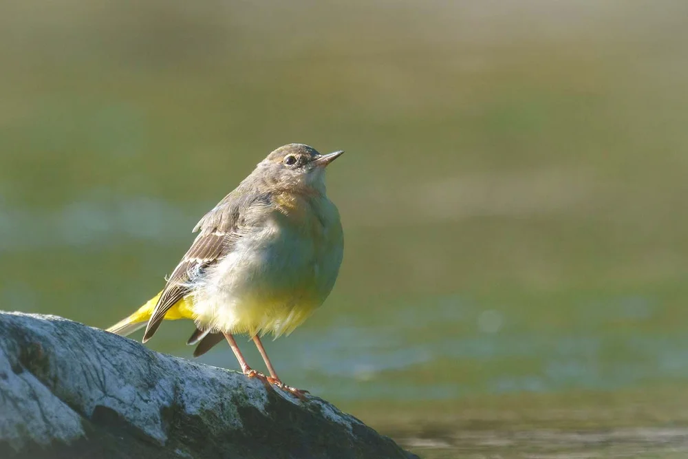 Sony a6700 + 200 - 600 Gebirgsstelze
