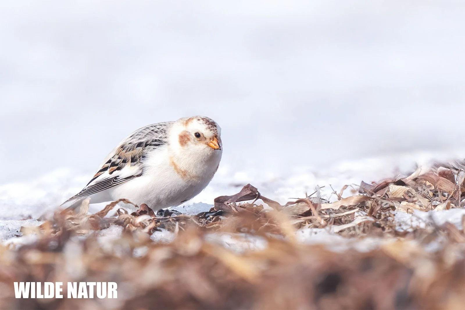 A snow bunting with white plumage and dark wings sits on snowy ground among dry leaves