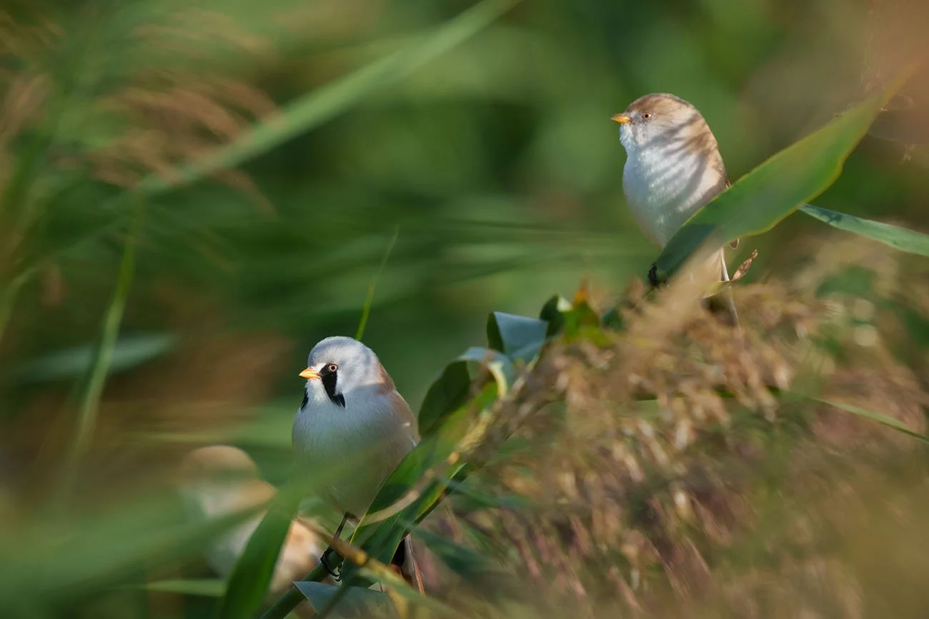 Bearded Reedling Panurus Biarmicus Wildenatur bearded-reedling-panurus-biarmicus-wildenatur