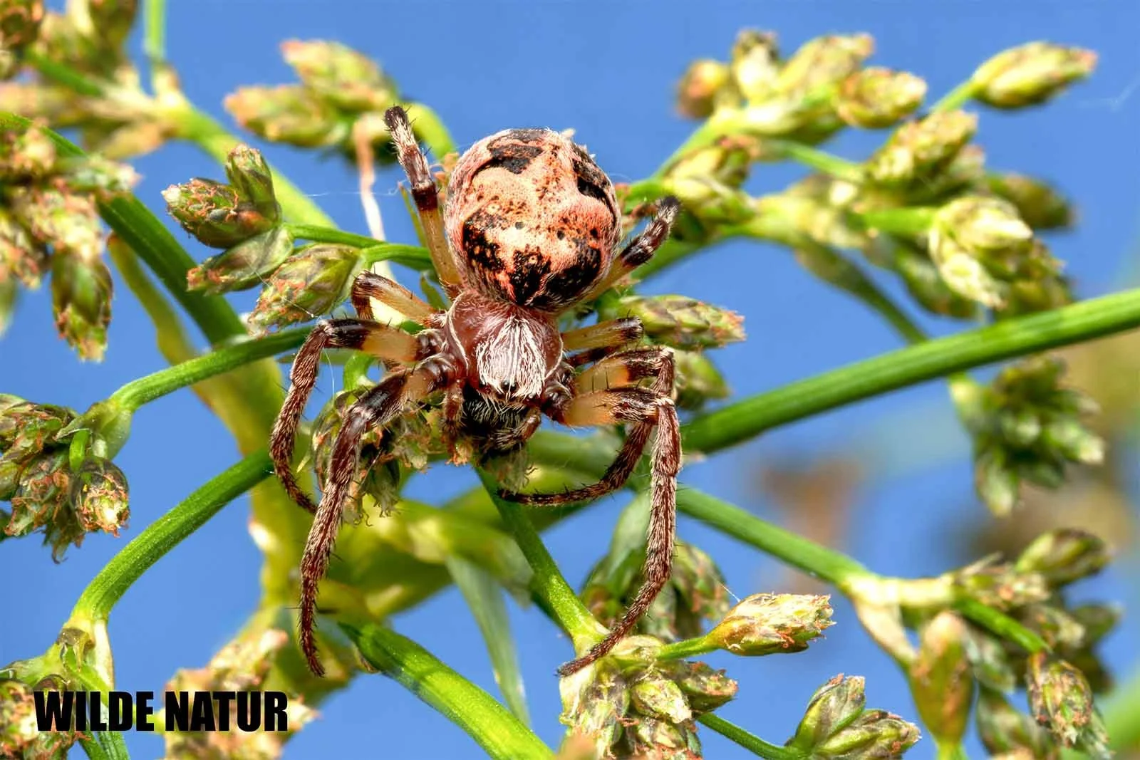 Macro photograph of a furrow spider with a patterned abdomen resting among green plant stems against a blue sky.
