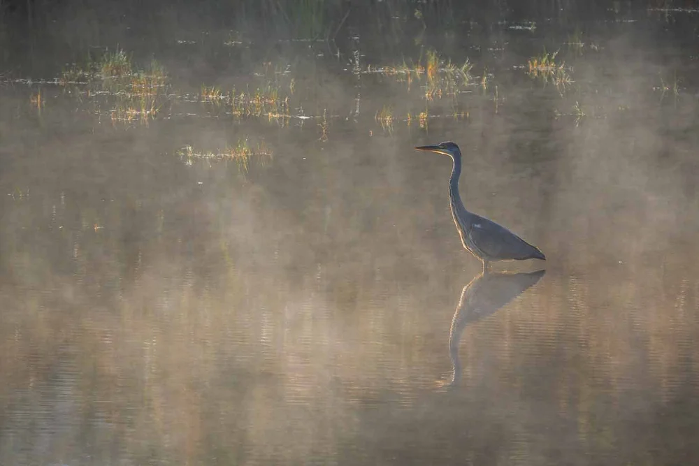 a6700 + 200-600 f5.6/6.3