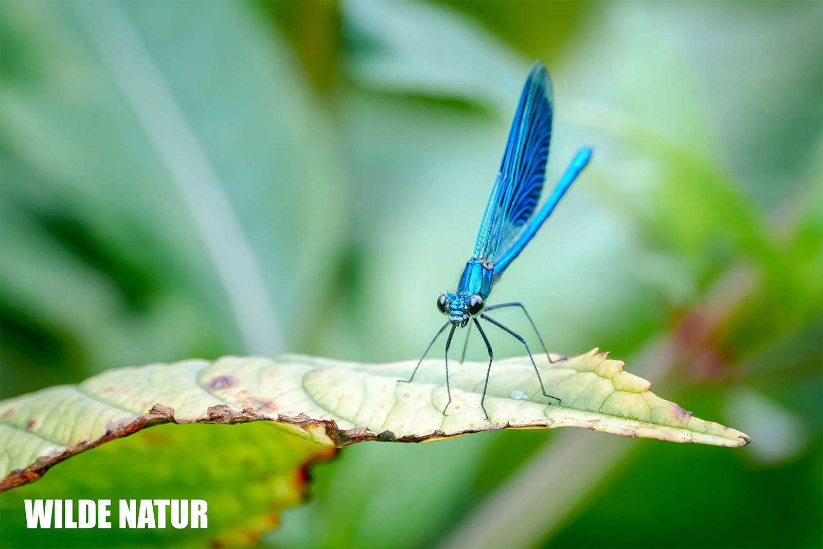 Blue dragonfly rests on a green leaf