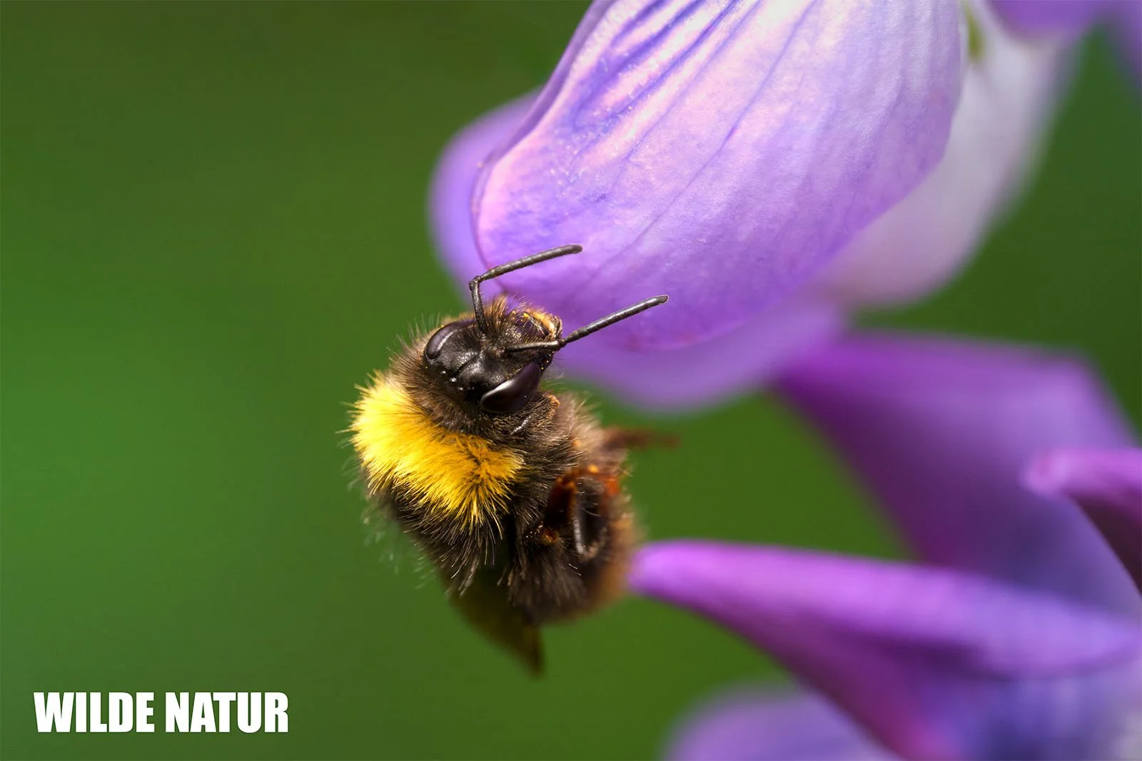 Wiesenhummel (Bombus pratorum)