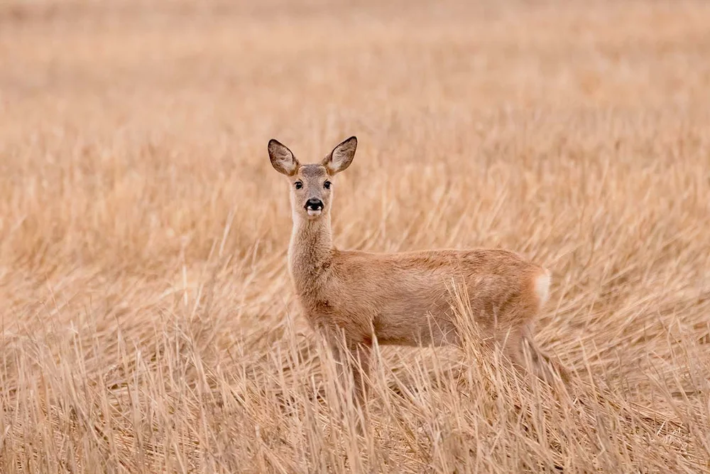 Sony a7 R IV + Sony 100–400 mm f/4.5/5.6