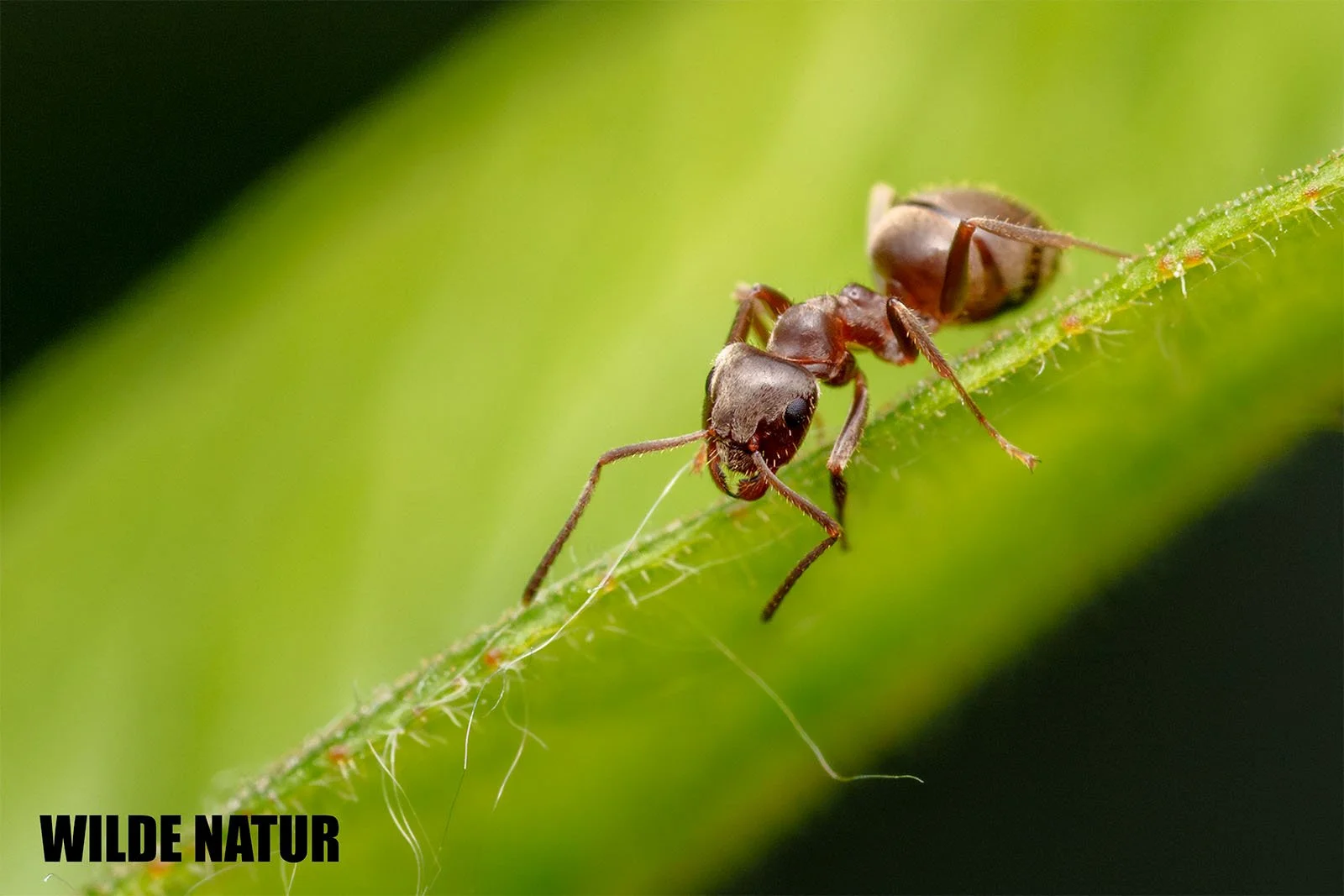 Schwarze Wegameise (Lasius niger) läuft auf einem grünen Pflanzenstängel, feine Härchen und Körpersegmente sind sichtbar