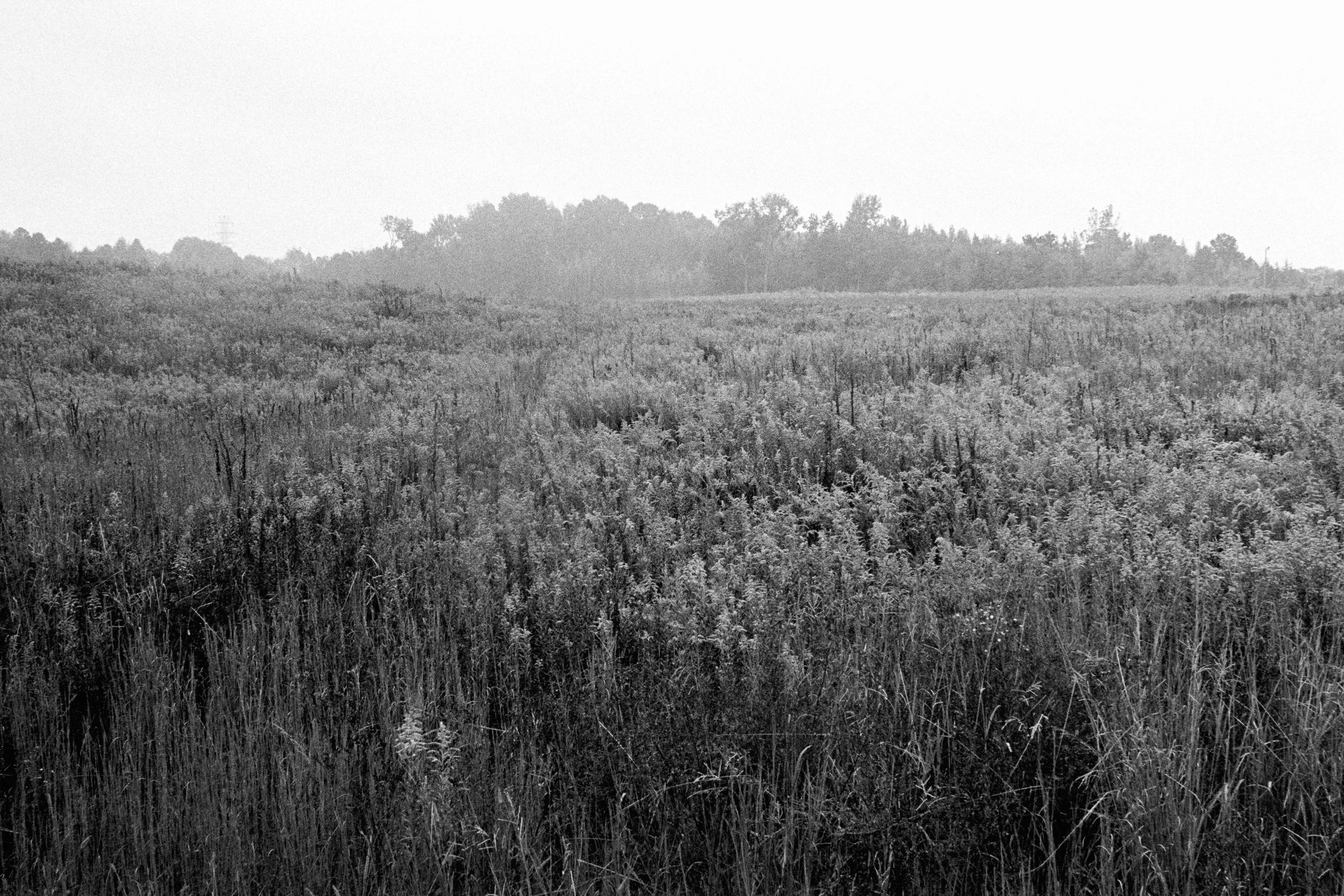 026 Leica M6 HP5 Asheville September 2025_37.jpg