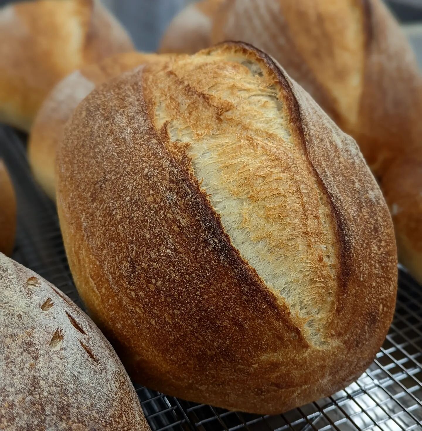 Wild Yeast Sourdough ! 
#sourdough #wildyeast #sourdoughbread #breadmaking #breadbaking #sourdoughstarter #naturallyleavened #bakery #bakersgonnabake #bakerlife #sourdoughbaking #bakinglove #baking