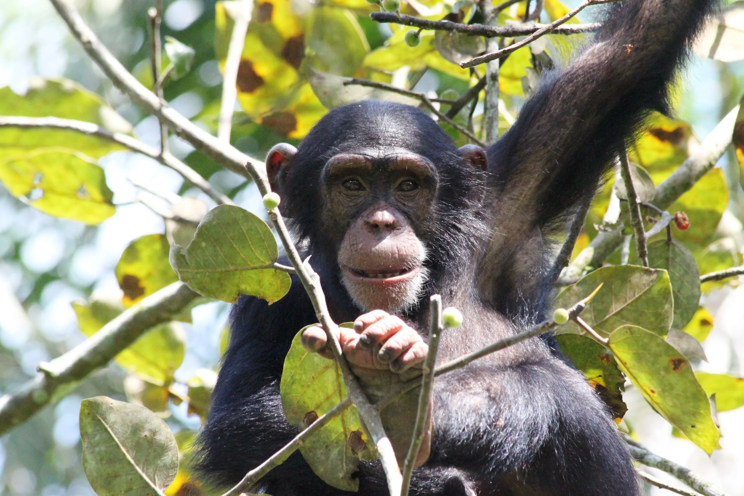 New publication ‘Chimpanzee Culture in Context’