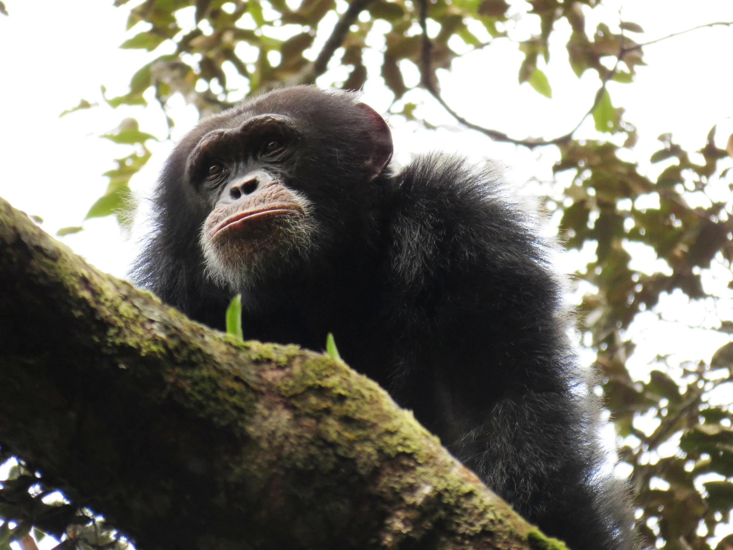 Genetics as conservation tool for endangered chimpanzees